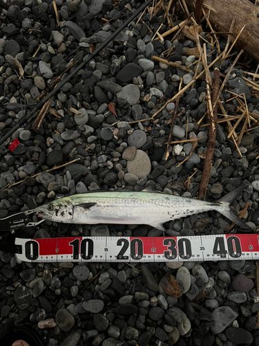 サゴシの釣果