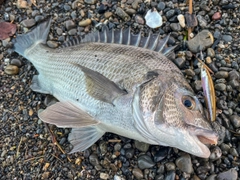 クロダイの釣果
