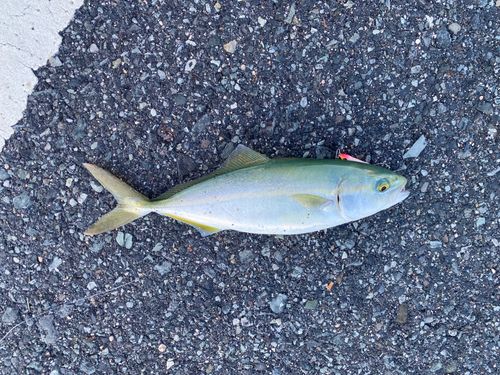 ツバスの釣果