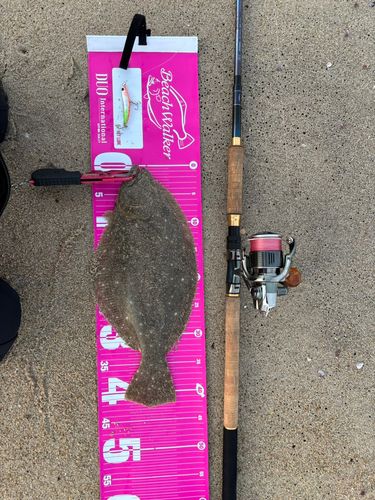 ヒラメの釣果