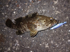 チャイロマルハタの釣果