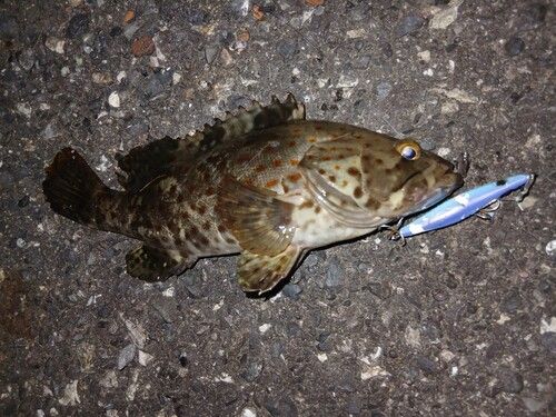 チャイロマルハタの釣果