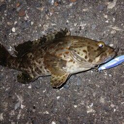 チャイロマルハタ