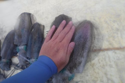 釣果