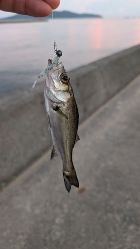 セイゴ（マルスズキ）の釣果
