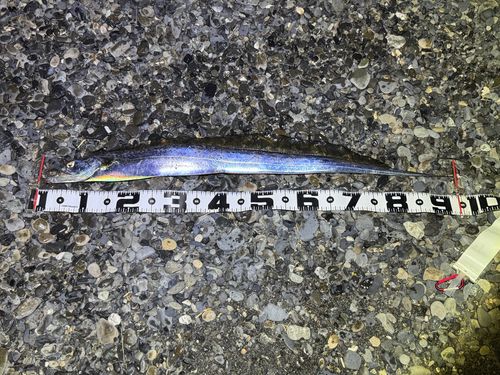 タチウオの釣果