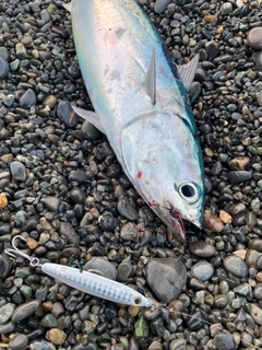 ソウダガツオの釣果