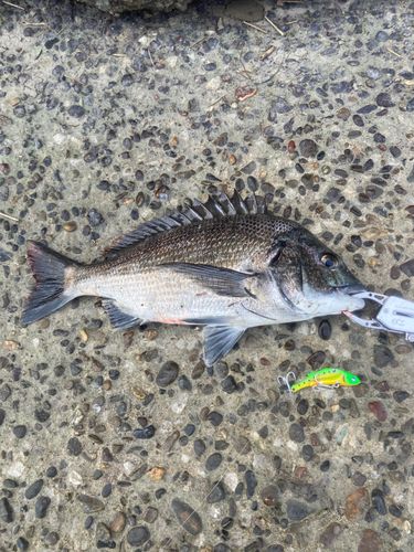 チヌの釣果