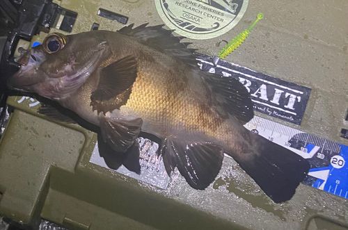 メバルの釣果