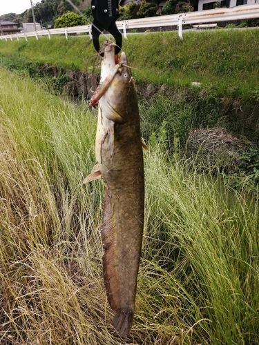 ナマズの釣果