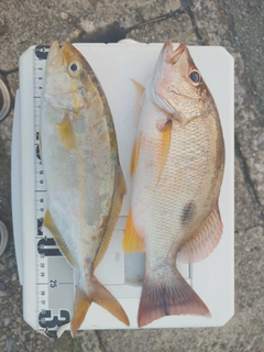 シオの釣果