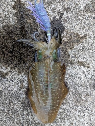 アオリイカの釣果