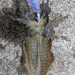 アオリイカ