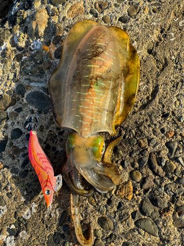 アオリイカの釣果