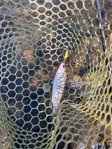 ニジマスの釣果