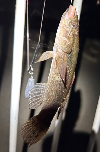 マハゼの釣果