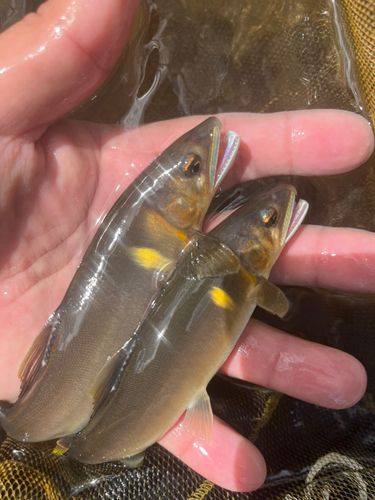 アユの釣果