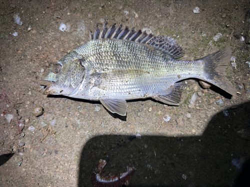 チヌの釣果