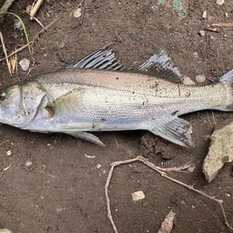 セイゴ（マルスズキ）