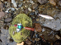 ヤマメの釣果