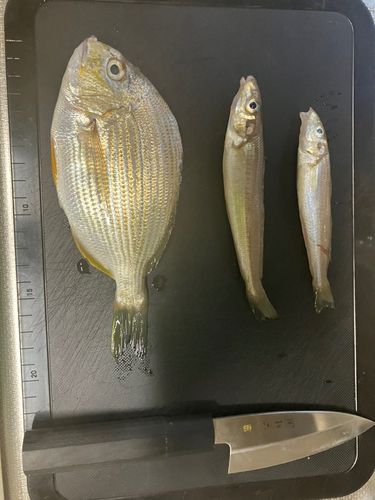 篠島