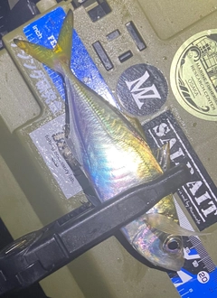 マアジの釣果
