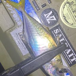 マアジ