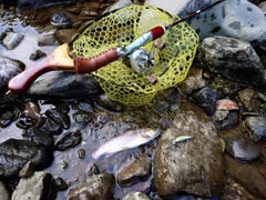 ヤマメの釣果