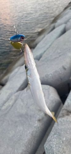 カマスの釣果