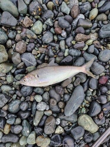 コノシロの釣果