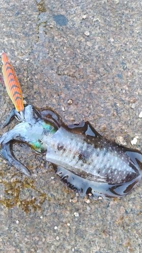 アオリイカの釣果