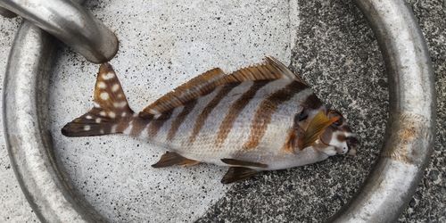 タカノハダイの釣果