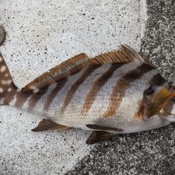 タカノハダイ