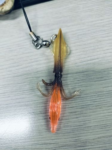 スルメイカの釣果