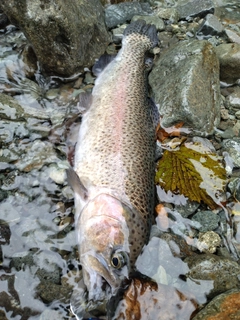 レインボートラウトの釣果