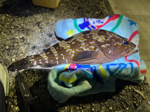 アコウの釣果
