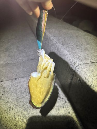 沖ノ島護岸
