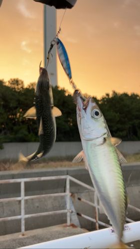 南港魚つり公園