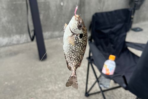 アイゴの釣果