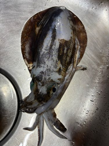 日向地磯