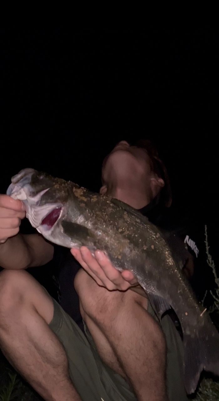 フッコ（マルスズキ）