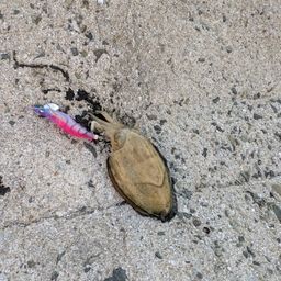 コウイカ
