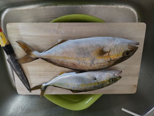 カンパチの釣果