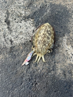 コウイカの釣果