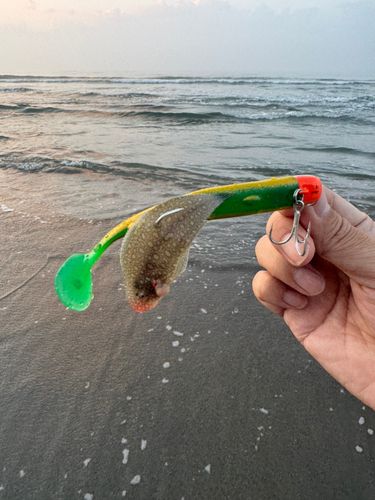 ウシノシタの釣果
