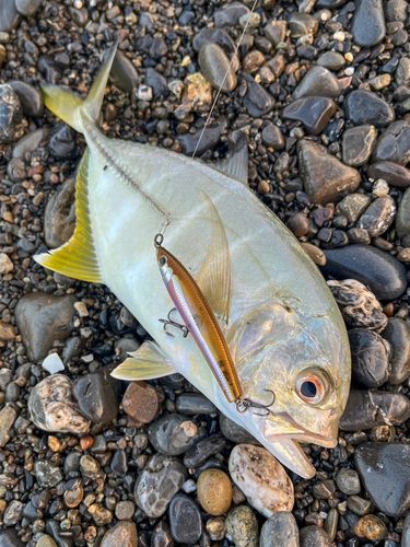 メッキの釣果