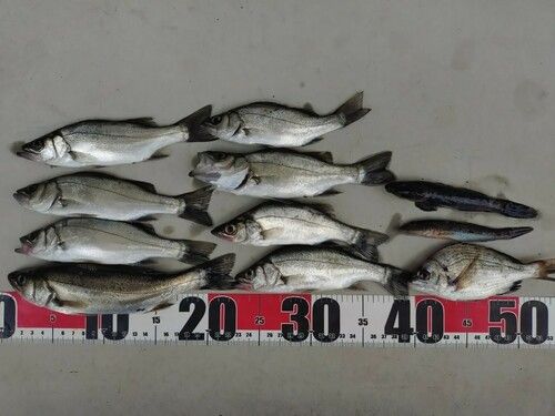セイゴ（ヒラスズキ）の釣果