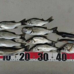 セイゴ（ヒラスズキ）