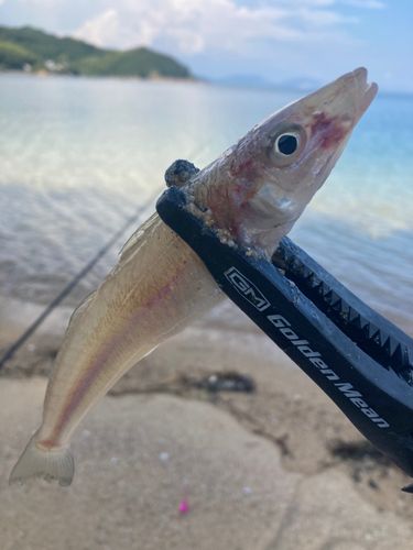 キスの釣果