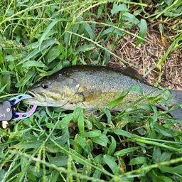 スモールマウスバス